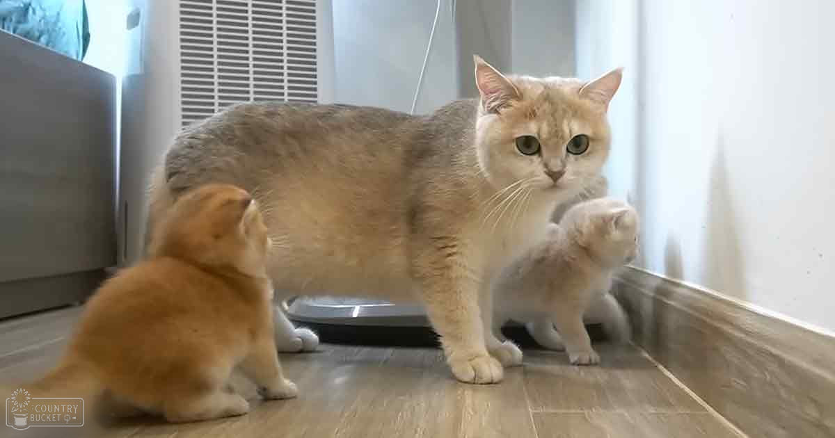 An adult cat with light brown fur and green eyes, accompanied by two kittens—one orange-furred and the other white with light brown markings, in a home setting with natural daylight.