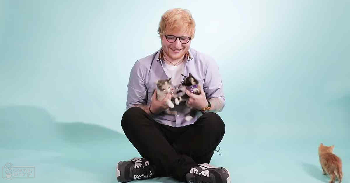 A young adult male wearing a light purple button-up shirt with rolled-up sleeves and black pants, sitting indoors surrounded by two kittens, one predominantly white with brown patches and another mix of black, white, and gray fur.