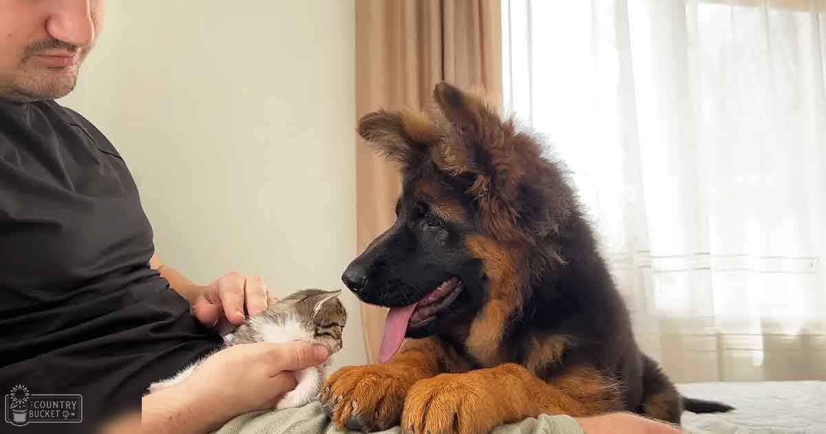 A German Shepherd puppy interacts with a tabby kitten in an indoor bedroom setting, light beige curtains visible in the background. The scene is softly lit, likely daytime.