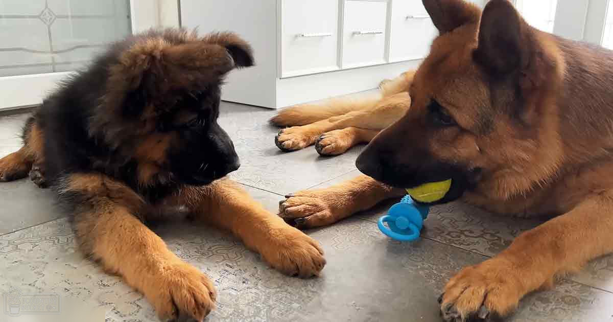 A German Shepherd puppy with a black muzzle and tan body stands beside an adult German Shepherd with a tan coat and darker markings on its face and ears in a home setting indoors.
