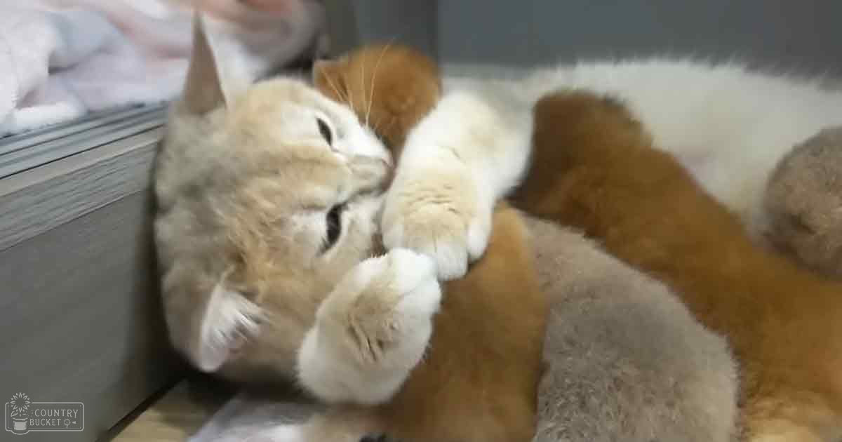 A light brown and white cat indoors, viewed through a glass barrier with natural light, possibly indicating an enclosure.