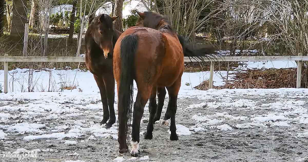 Two dark brown horses with black manes and tails stand in a snowy paddock surrounded by bare trees, wooden fence, and distant house.