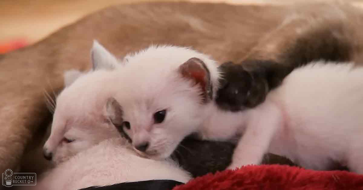 A group of young white kittens with black patches on their head and ears indoors.