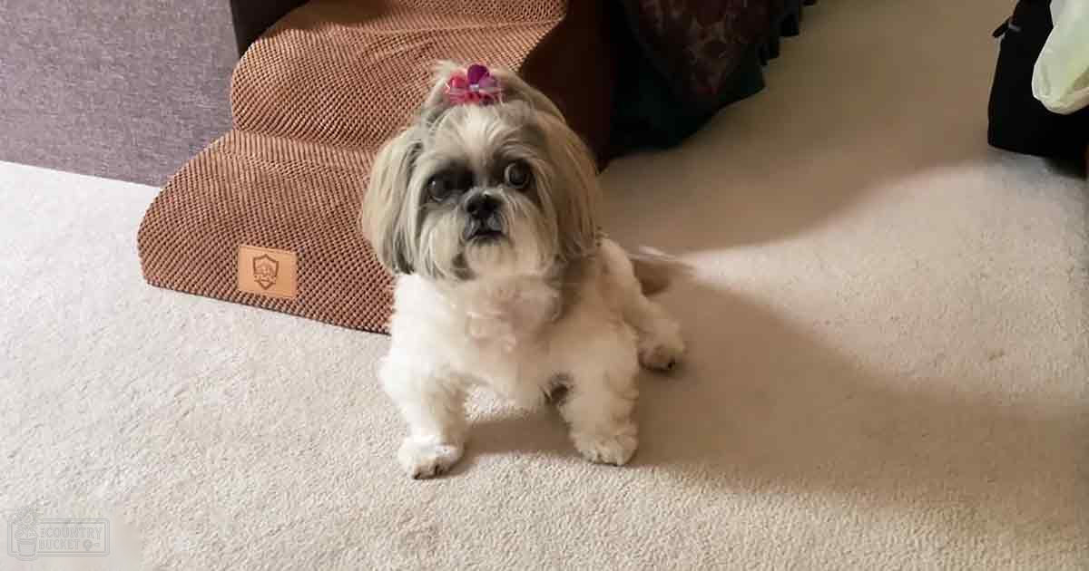 Shih Tzu