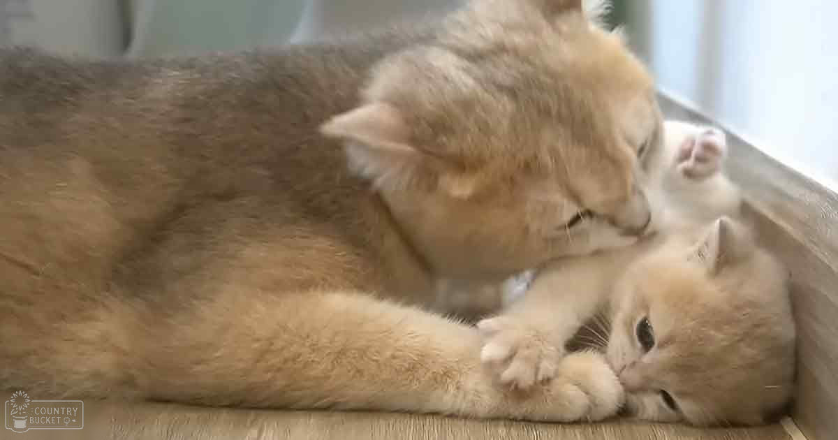 A mother cat and her kitten with light brown fur rest on a cushion indoors. The scene is softly lit, suggesting daytime in a home setting.