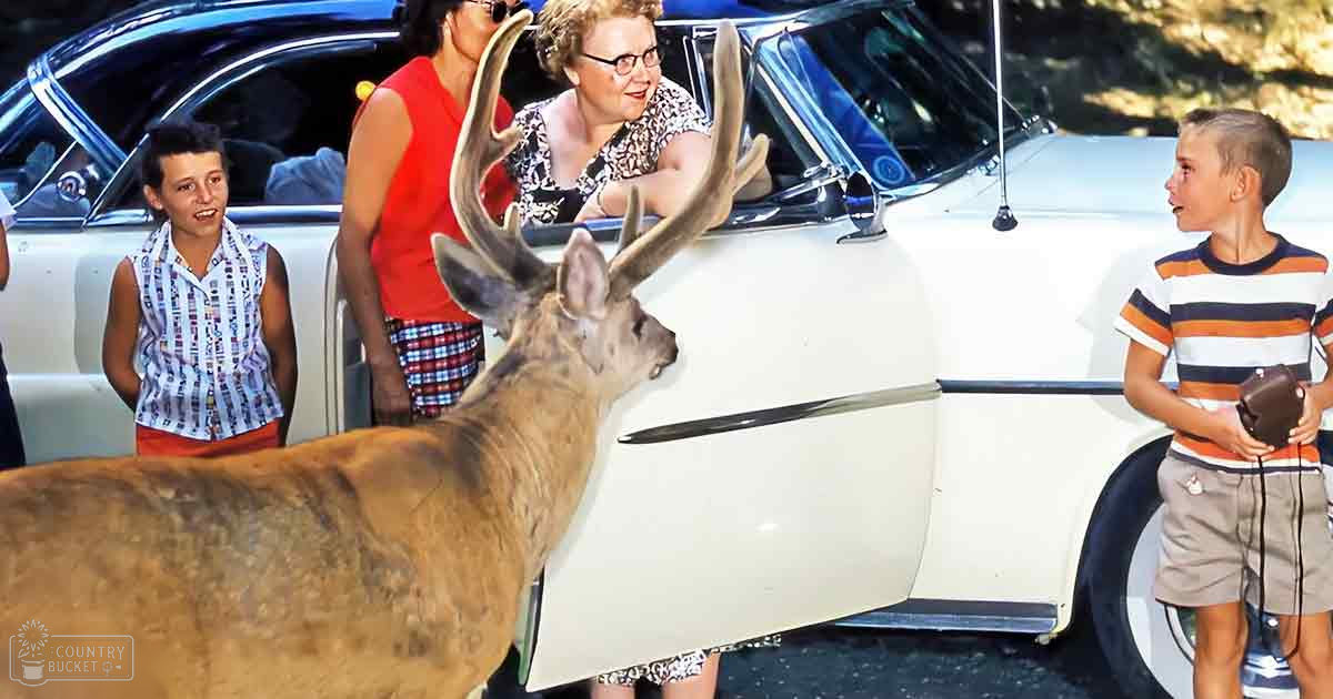 Mule deer with large antlers stands near a vintage car in an outdoor forest setting. Children and adults are dressed for summer, wearing colorful clothing under bright sunlight.