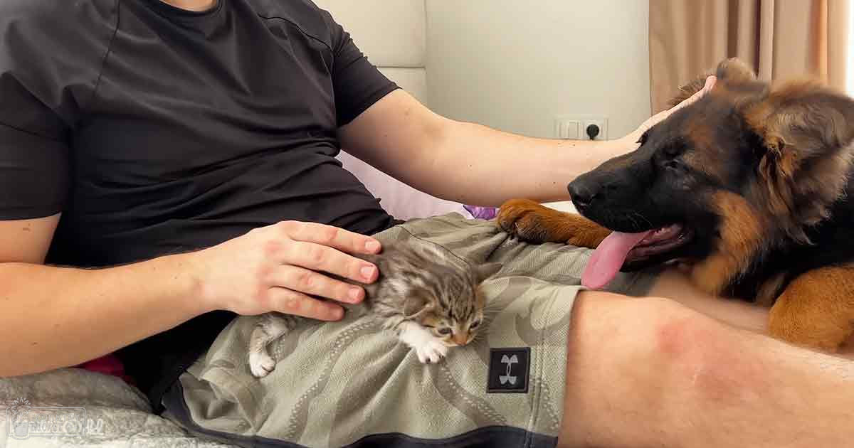Adult male in loose-fitting black T-shirt interacting with tabby kitten and German Shepherd dog indoors, light gray/white bedding visible, natural daytime lighting.