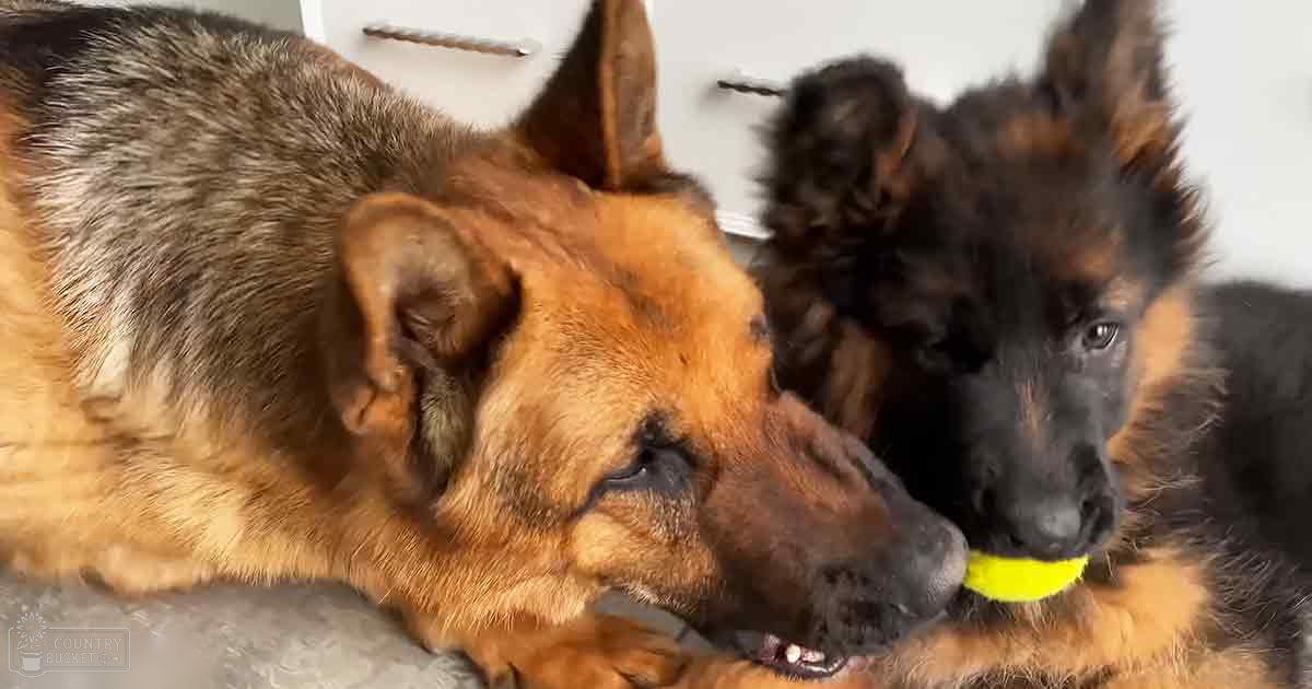 Two German Shepherd dogs in an indoor home setting; one adult with a brown and black coat, another younger dog also brown and black.