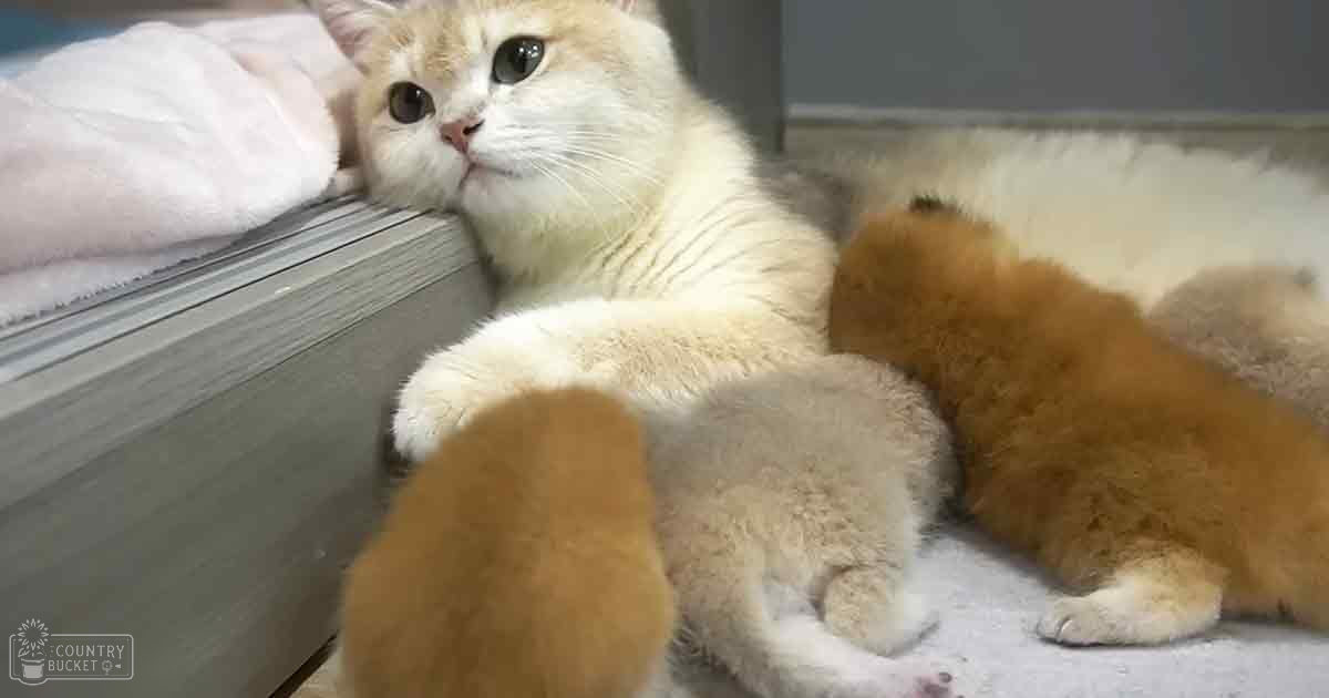 A mother British Shorthair or similar breed cat with newborn kittens indoors, possibly in a veterinary clinic setting.