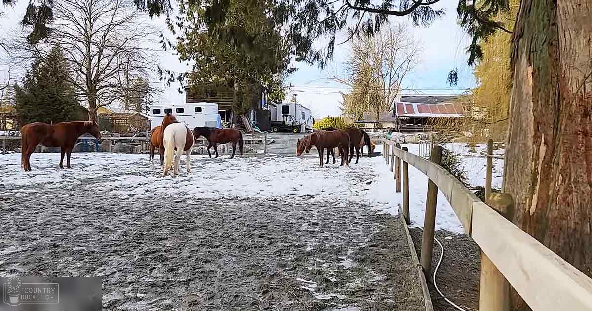Several adult horses with various coat colors in a fenced paddock area covered with snow, surrounded by trees and horse trailers.