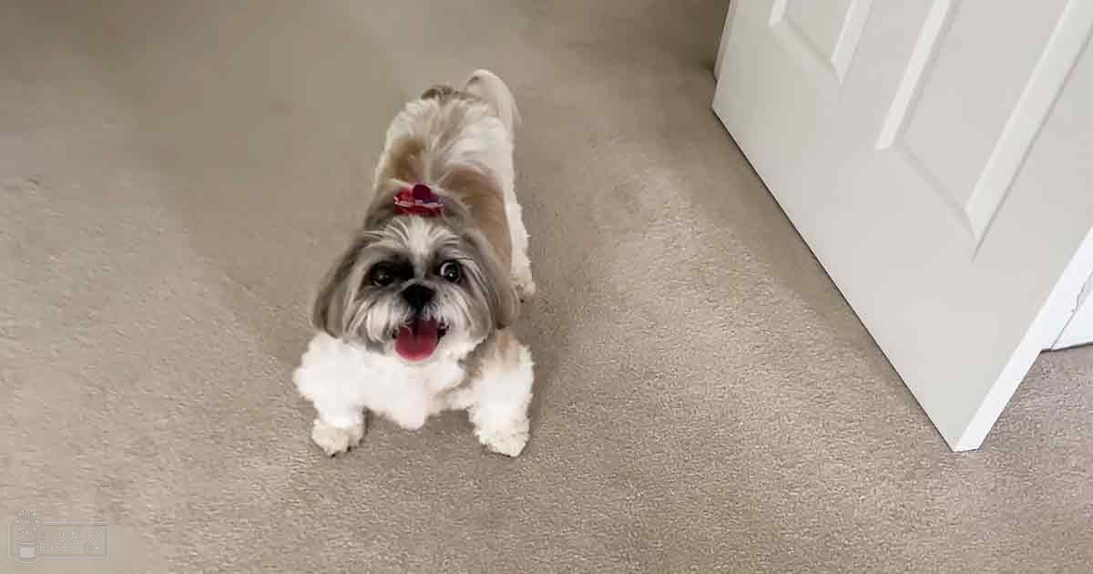 Shih Tzu