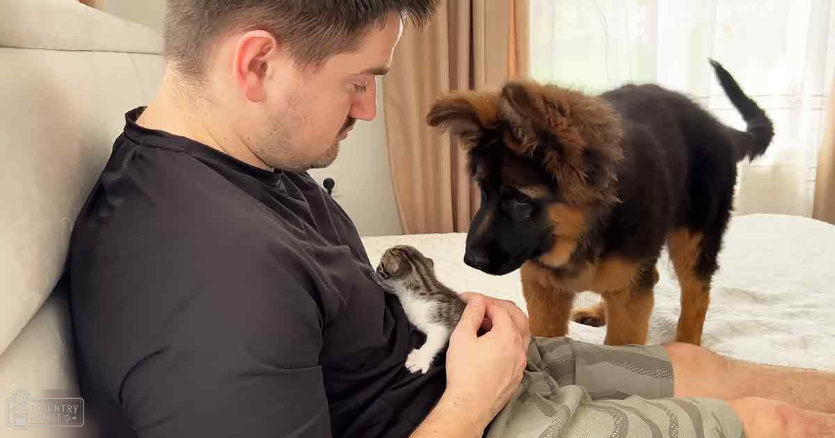 An adult male interacts with animals, including a German Shepherd puppy and a small kitten, indoors with light-colored furniture and neutral curtains.