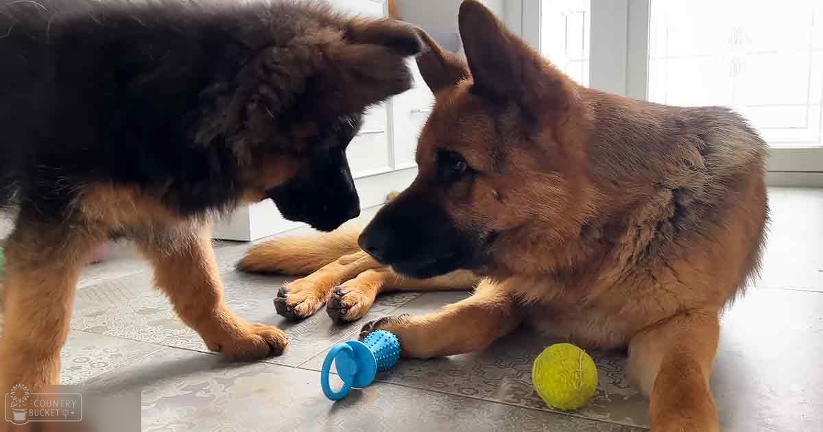Two German Shepherd dogs with brown and black coats in an indoor home setting with tiled flooring and natural light from a window.