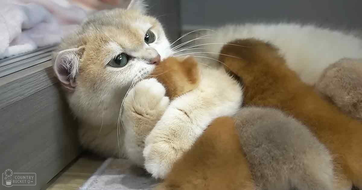 A close-up of a young kitten with light brown fur and white markings on its face and paws, large green eyes, indoors with neutral-colored walls and wooden floor, natural daylight