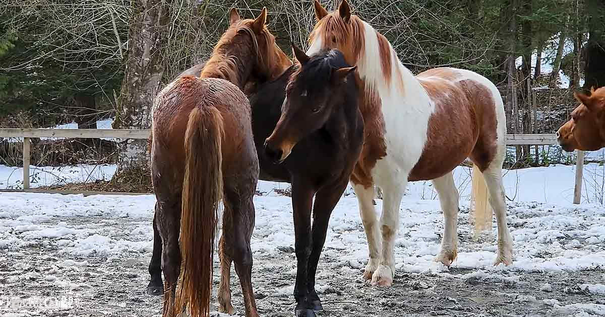 A dark brown horse with a long tail and black mane stands near a white and chestnut horse with a white blaze on its face, both in an outdoor snowy winter setting.