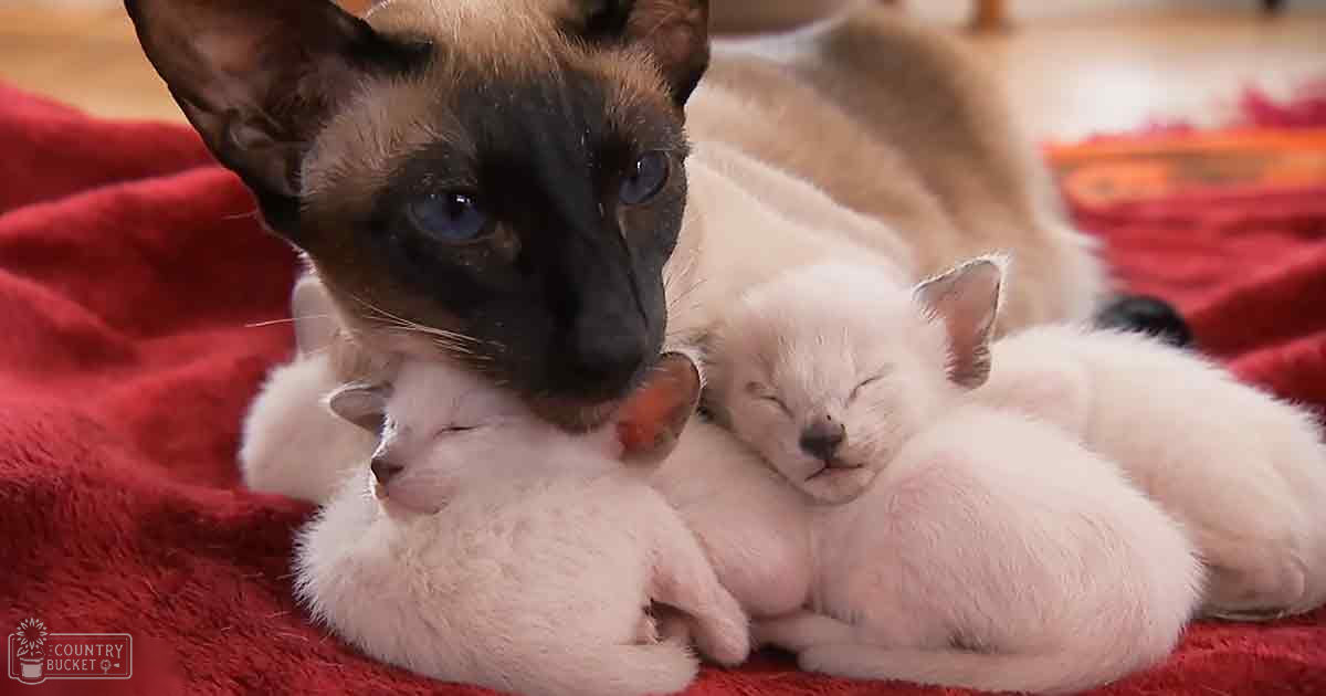 A Siamese adult cat with dark points on a red blanket, accompanied by two very young kittens.