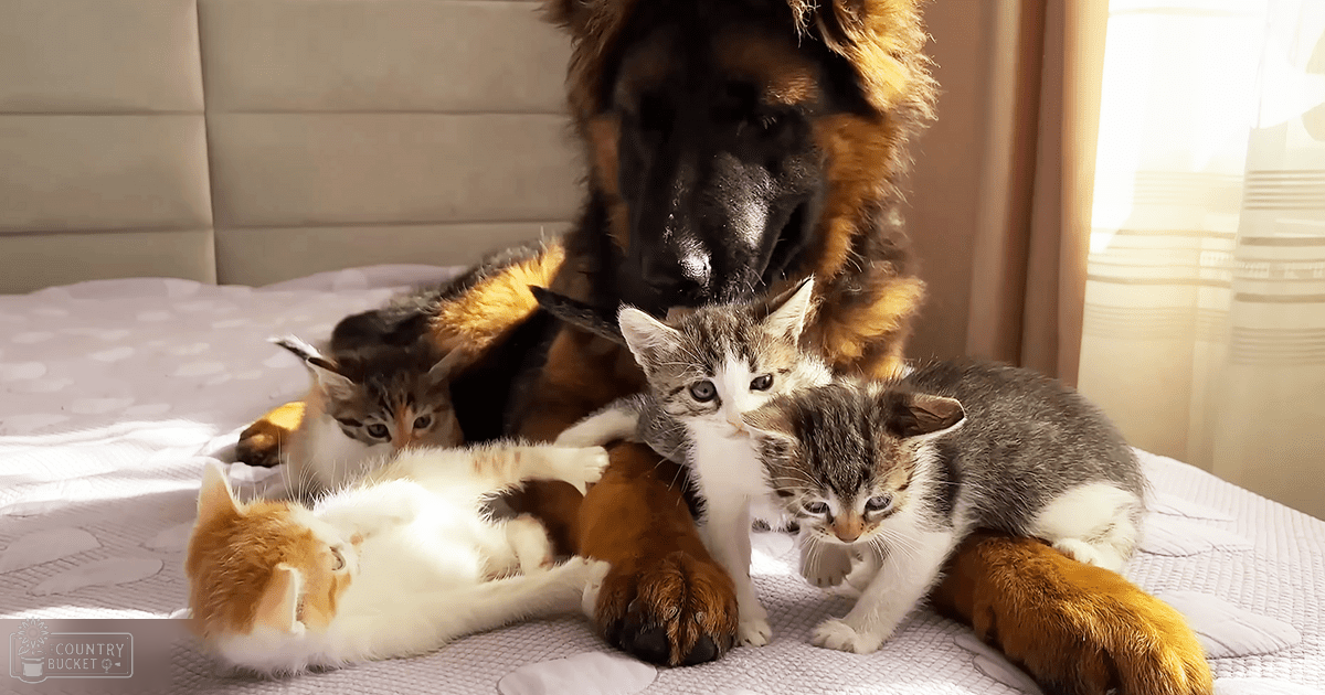 A German Shepherd dog with four kittens indoors, light-colored bedding, curtains suggesting natural daylight in a spring or summer setting.
