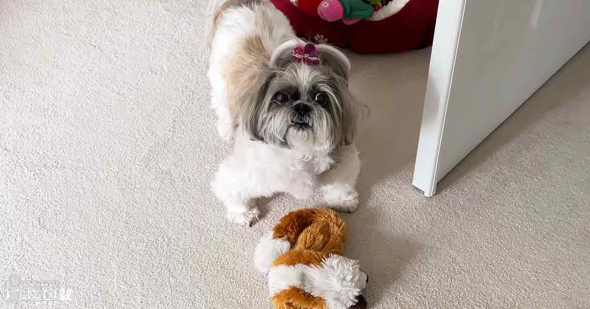 A small white and light brown Shih Tzu with a bow, lying next to a red plush toy in an indoor setting. The scene is lit by natural daylight, possibly from a nearby window or door.