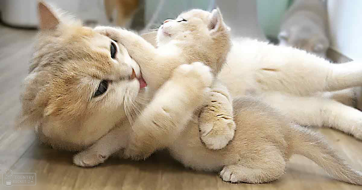 Two young kittens with light beige fur in an indoor setting, likely a living room or kitchen area. The scene is lit by natural daylight.