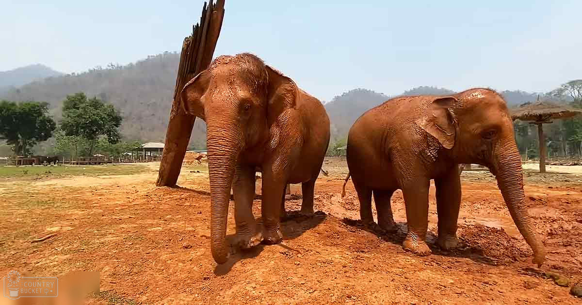 Two juvenile Asian elephants playing in mud amidst lush greenery under a clear blue sky on what appears to be a midday summer or early fall day.