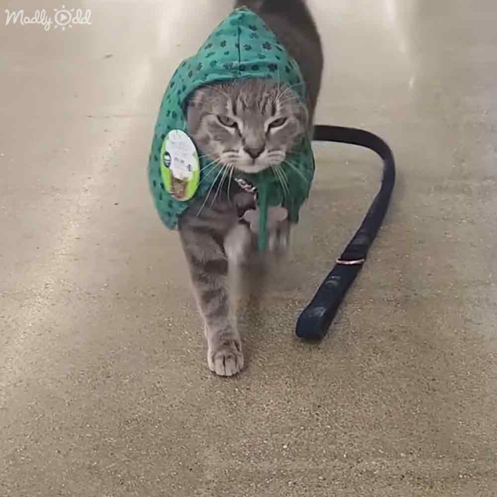 A tabby cat with gray fur, white markings around its mouth and paws, wearing a green hooded garment in an indoor setting on a concrete floor.