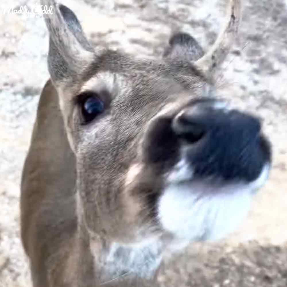 A deer with young antlers, light brown fur, and white markings around its mouth, standing outdoors on a natural dirt or sand ground.