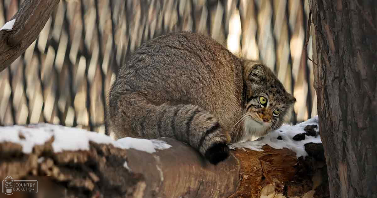 A Pallas's cat with grayish-brown fur marked by darker stripes and spots in a snowy forest, midday natural daylight.