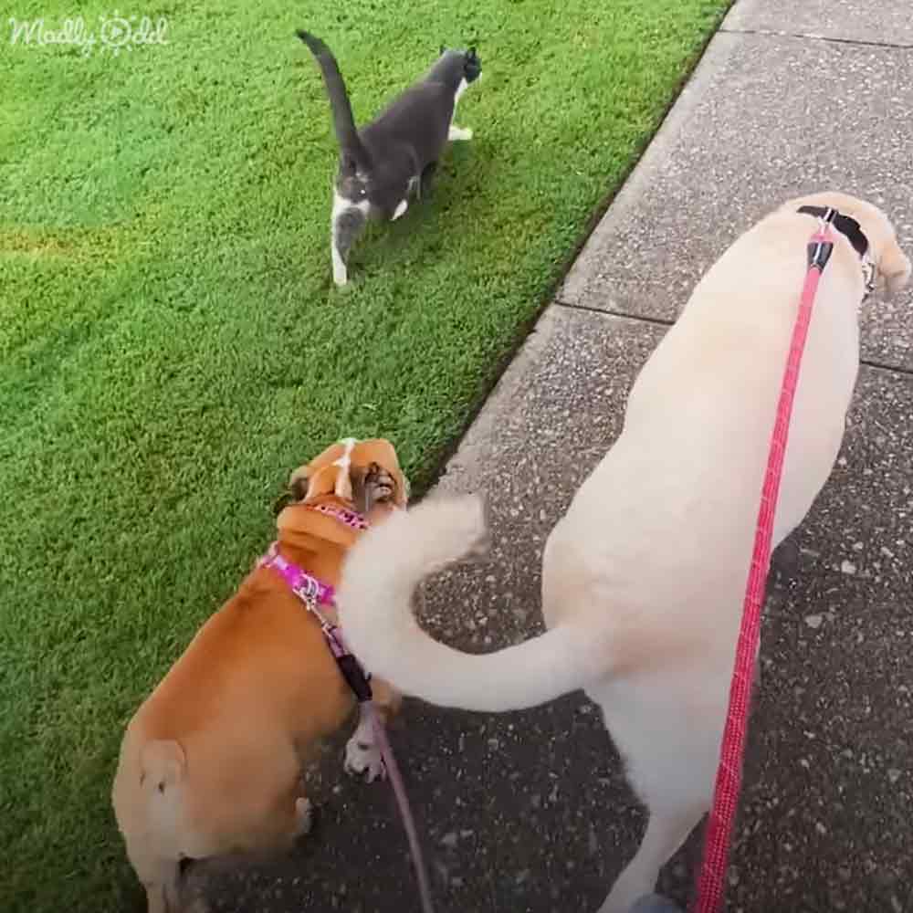 A gray and white tabby cat walks on green grass near two light brown and cream-colored dogs with collars and leashes, standing on a paved sidewalk outdoors.
