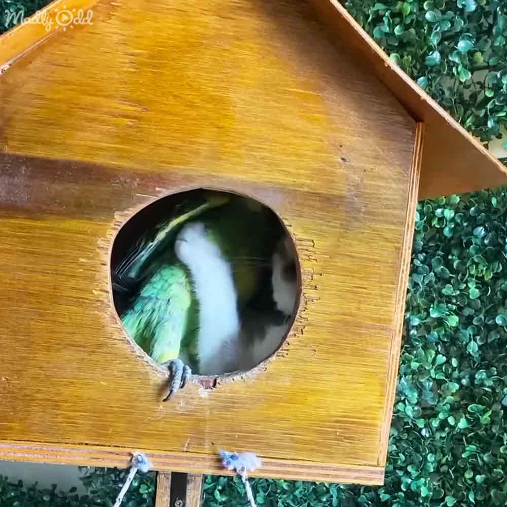 A green-and-white parrot perched inside a circular wooden birdhouse in an outdoor garden setting, illuminated by natural daylight.