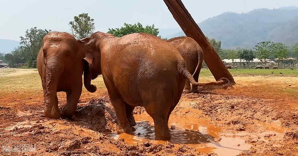 Asian elephants in a zoo or sanctuary setting with brownish-red coats, dry grass, clear sky, and bright sunlight.