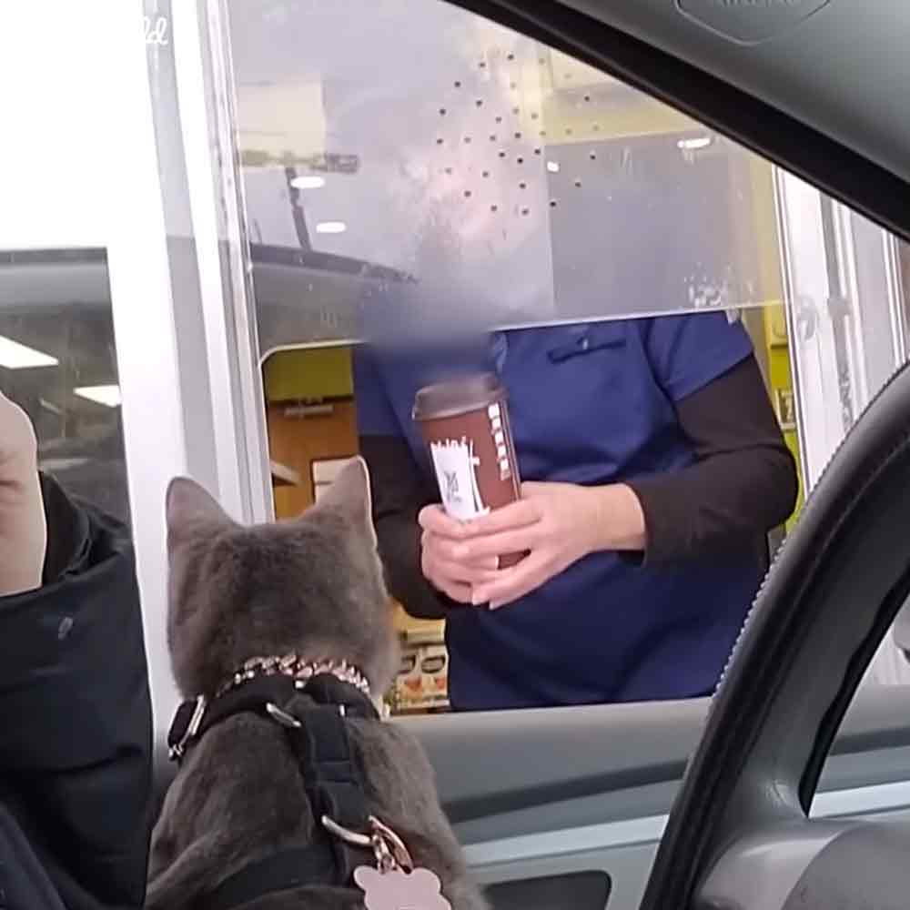 A domestic shorthair cat with gray fur, inside a car at an indoor drive-thru area with artificial lighting, likely winter season, yellow wall visible through the window.