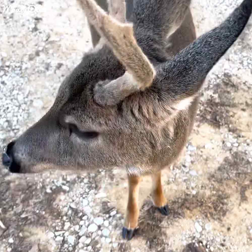 A young deer with light brown fur and darker markings around its eyes and ears stands on a concrete surface outdoors.