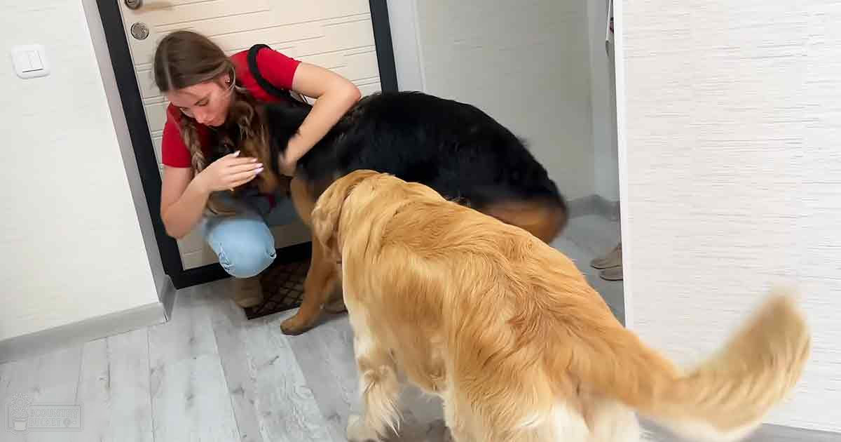 A woman interacts with two dogs in an indoor setting, with a golden retriever and possibly a German Shepherd. The scene is bathed in natural light, with the animals displaying their distinct coat colors.