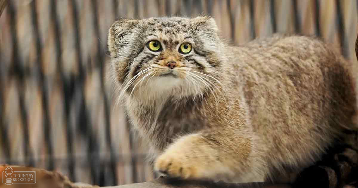 A Pallas's cat (manul) with brown, beige, gray, and white fur, sitting indoors against a blurred wooden backdrop during the day.