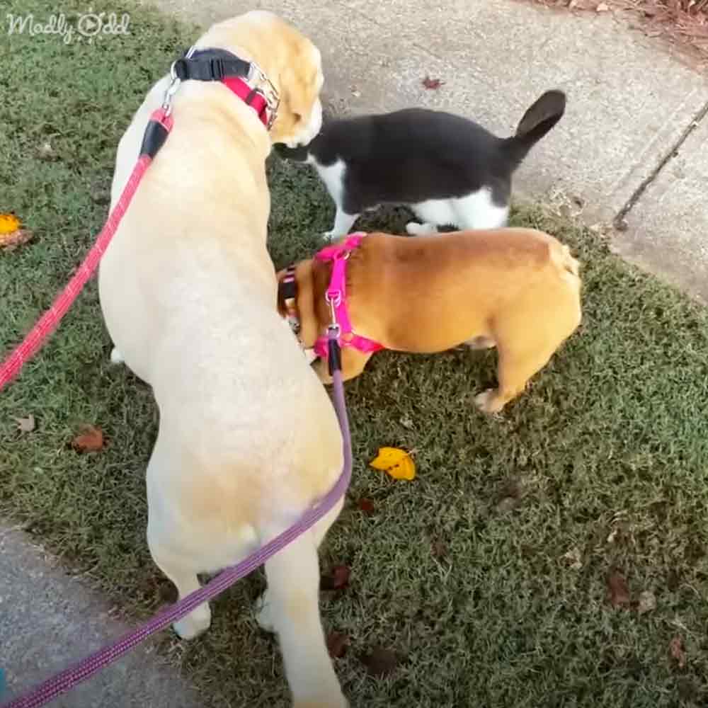 Light-colored Labrador Retriever with a red harness, black-and-white cat on grass, tan French Bulldog in pink harness; outdoor scene with fallen leaves suggesting autumn, soft daylight