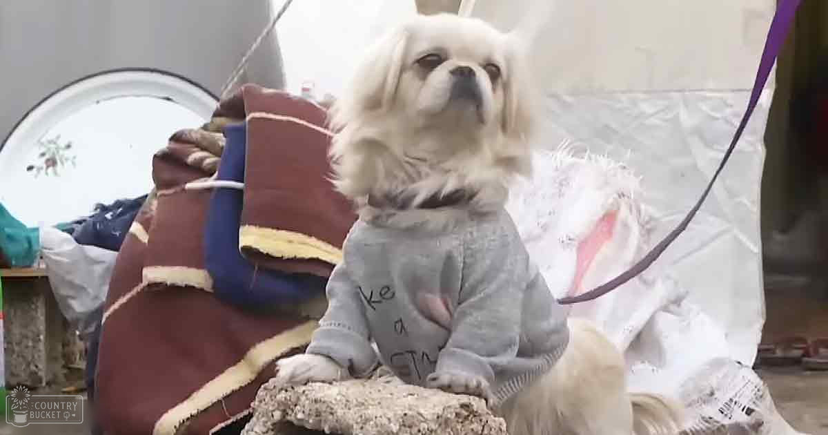 A small white dog, possibly a Pekingese breed, stands indoors amidst clutter with a 'Keep Calm' sweatshirt nearby.
