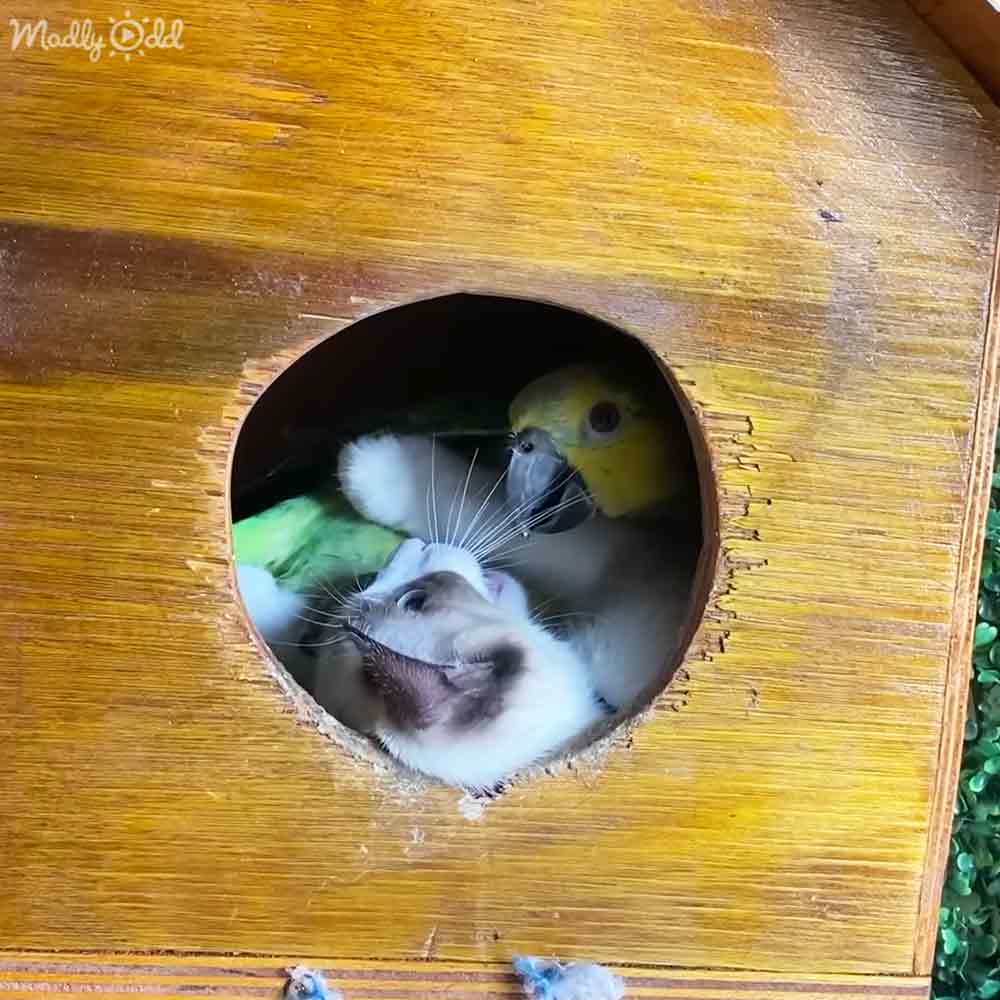An African Grey Parrot and a white hamster in a wooden birdhouse outdoors with natural light.