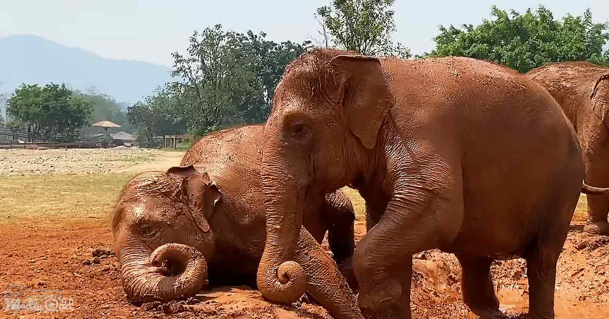 Adult Asian elephants in a zoo-like outdoor enclosure with trees and mountains, suggesting spring or summer. The scene is bathed in natural daylight.