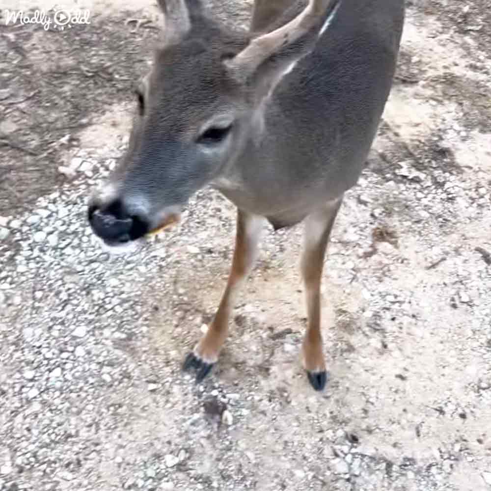 A young or juvenile deer with gray fur, white markings around its eyes and underbelly, standing on a gravel surface in an outdoor setting.
