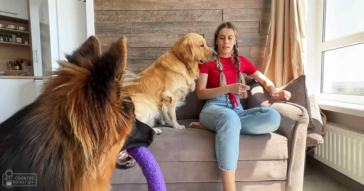A woman interacts with two dogs in an indoor living space, with a beige sofa and wooden wall paneling. Natural light streams through the window.