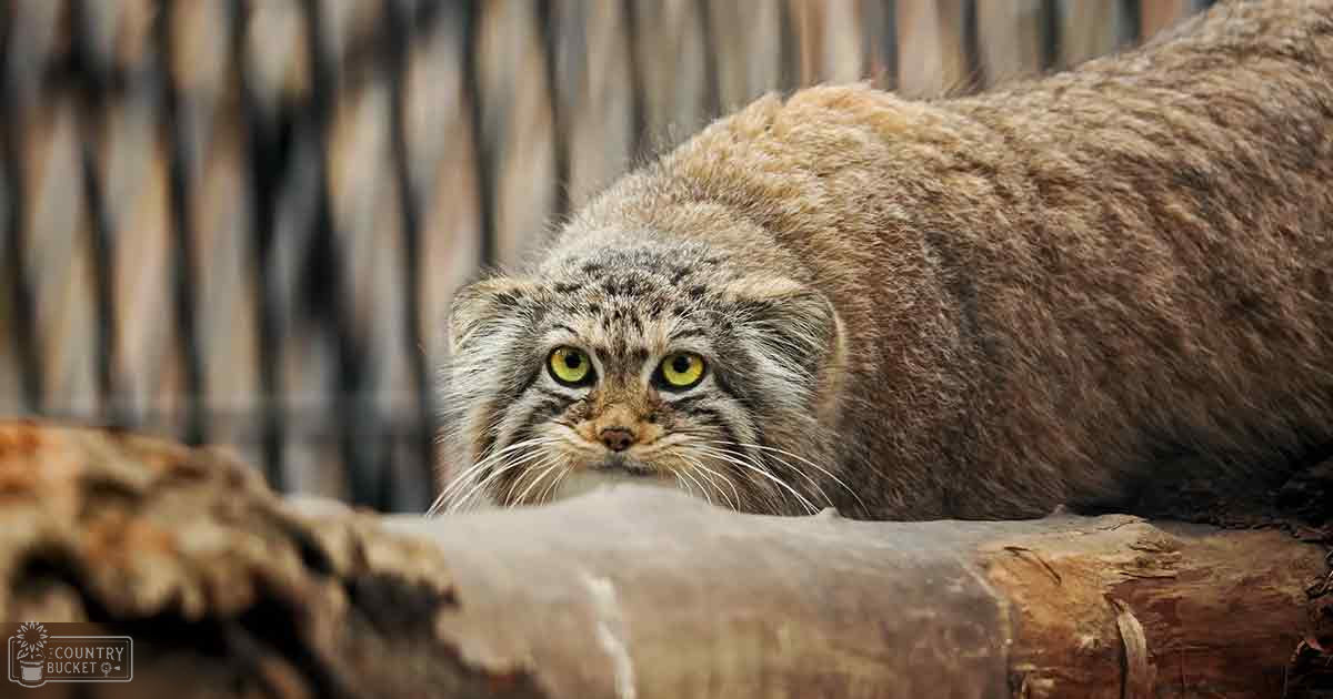 A manul with mottled brown fur stands in a zoo enclosure under natural daylight.
