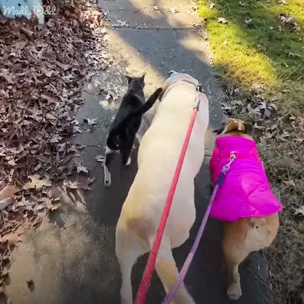 A domestic short-haired cat walks alongside two dogs, one possibly a Labrador Retriever with tan fur and darker patches, another in a bright pink vest, amidst fallen leaves on an outdoor paved path.