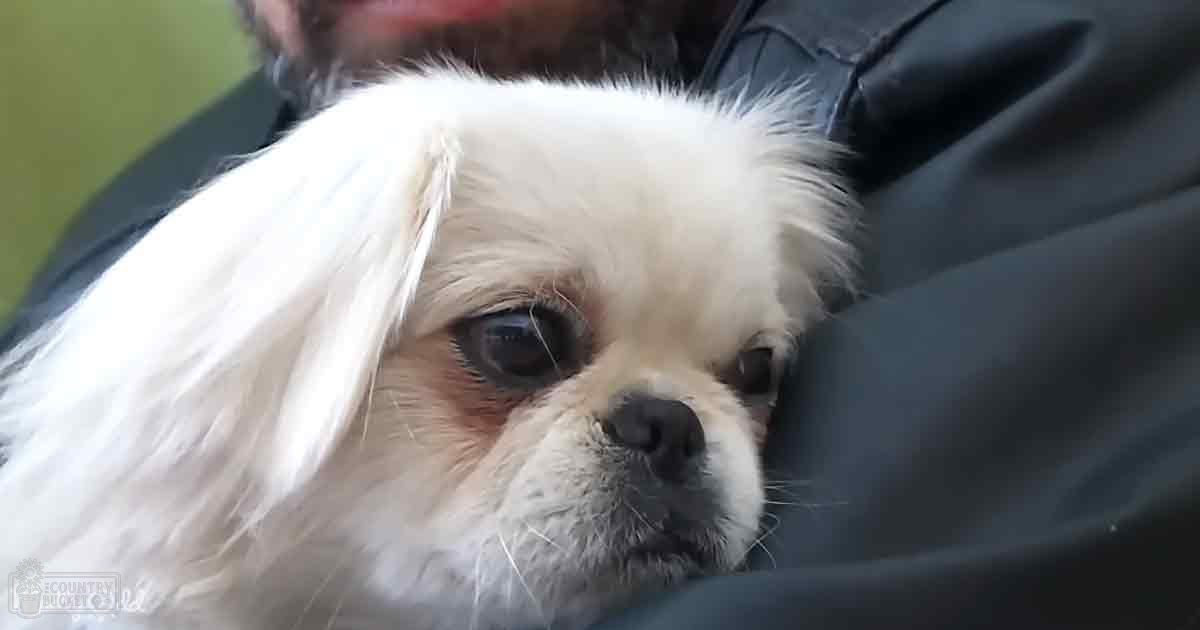 A small white dog with long fur and light brown markings sits outdoors on what appears to be a sunny day.