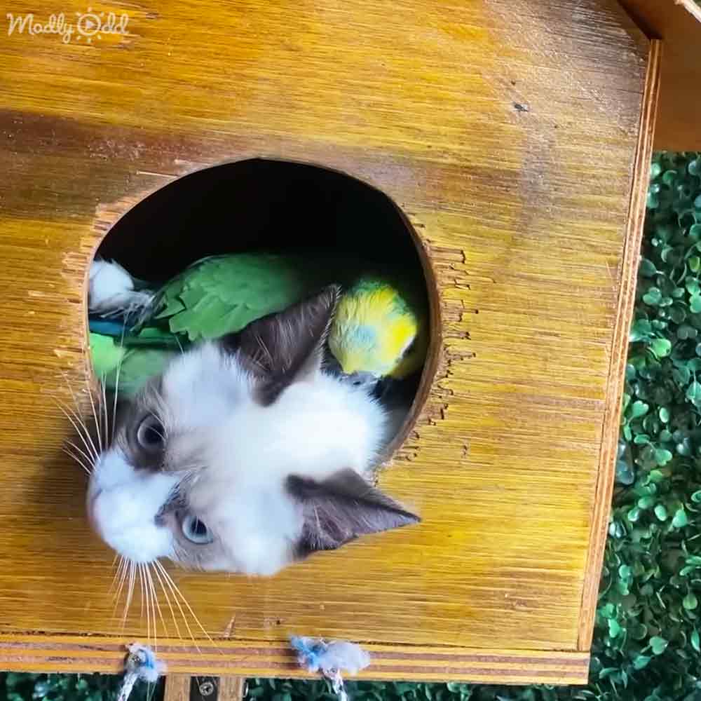 A tabby cat with light blue or greenish-blue eyes, indoors near a wooden birdhouse-like structure against an artificial green background resembling lawn or garden.