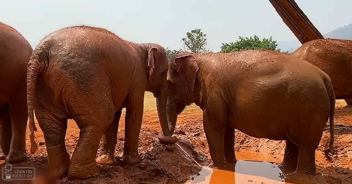 Adult Asian elephants covered in reddish-brown mud, standing outdoors with trees and open sky in a sanctuary or wildlife reserve setting.