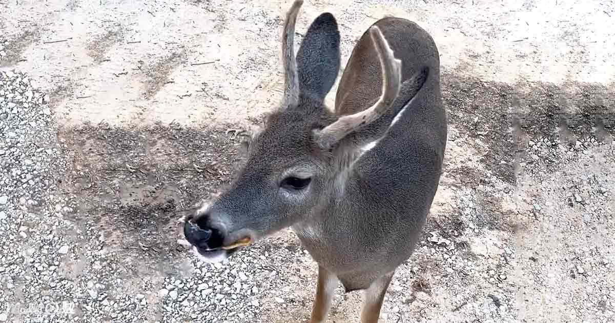A deer with large ears, a dark nose, and light fur on its face and legs stands in an outdoor setting with a mix of dirt and gravel underfoot.