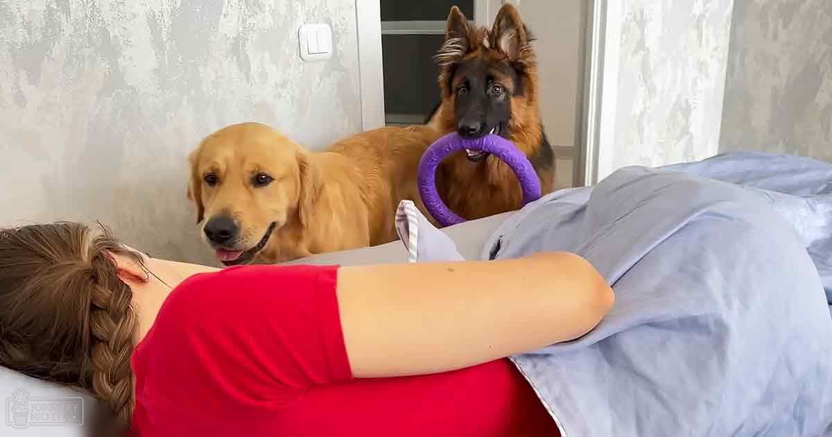 A young adult female in a casual red shirt with two dogs, a Golden Retriever and a German Shepherd, in a bedroom setting with natural daylight.
