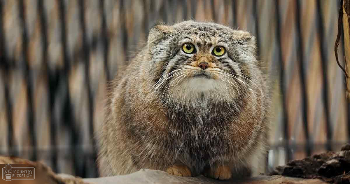 A Pallas's cat with a thick coat of brownish-gray fur and bright yellow eyes stands in an enclosure with blurred bamboo fencing.