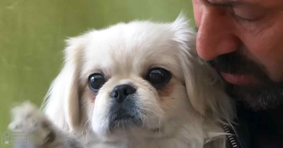 A small Pekingese dog with white fur and light brown markings, indoors in a simple domestic setting, natural lighting.