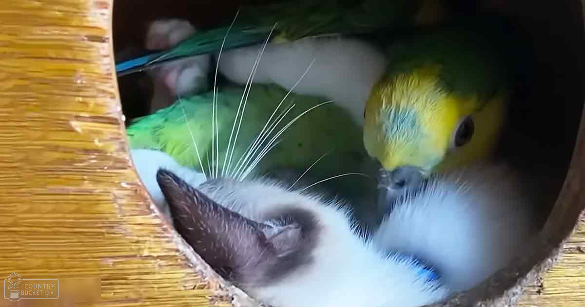 A parakeet with juvenile plumage, yellow on the head and green on its body, is nestled alongside a white kitten with dark markings in a wooden nest. The scene suggests an indoor home environment.